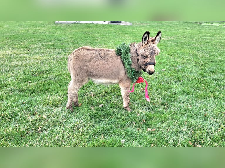 Burro Caballo castrado 1 año 69 cm Tordo in Sullivan, IL