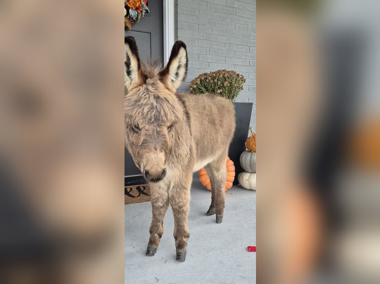 Burro Caballo castrado 1 año 69 cm Tordo in Sullivan, IL