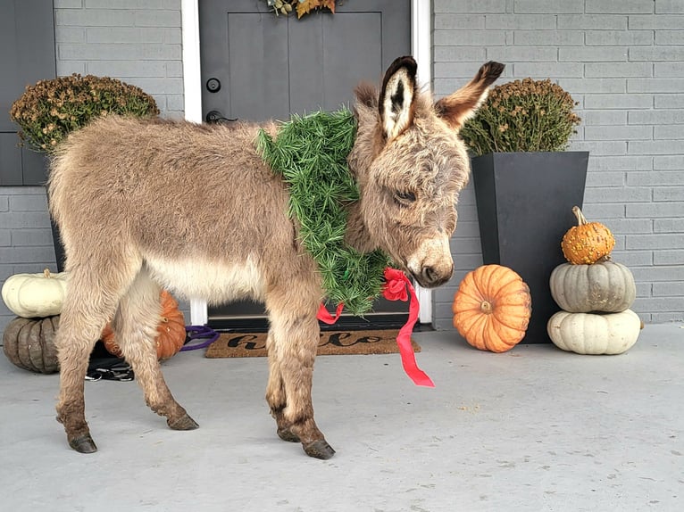 Burro Caballo castrado 1 año 69 cm Tordo in Sullivan, IL