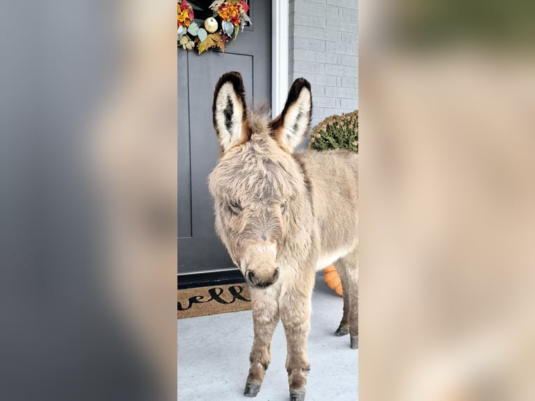 Burro Caballo castrado 1 año 69 cm Tordo in Sullivan, IL