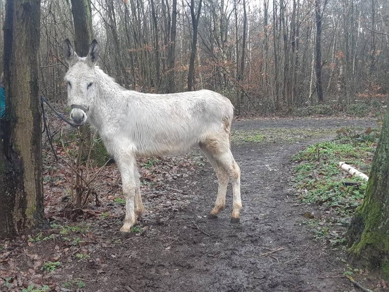 Burro Caballo castrado 3 años 135 cm Tordo in Euskirchen