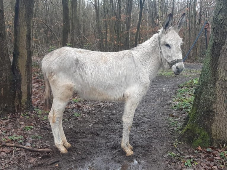 Burro Caballo castrado 3 años 135 cm Tordo in Euskirchen