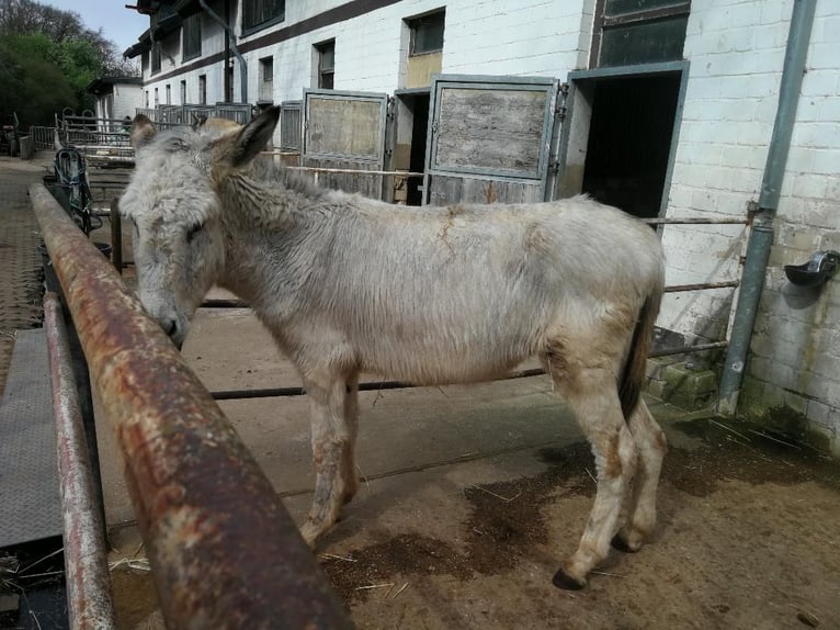 Burro Caballo castrado 4 años 135 cm Tordo in Euskirchen