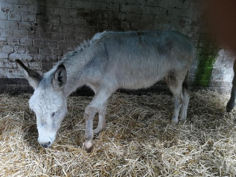 Burro Caballo castrado 4 años 135 cm Tordo in Euskirchen