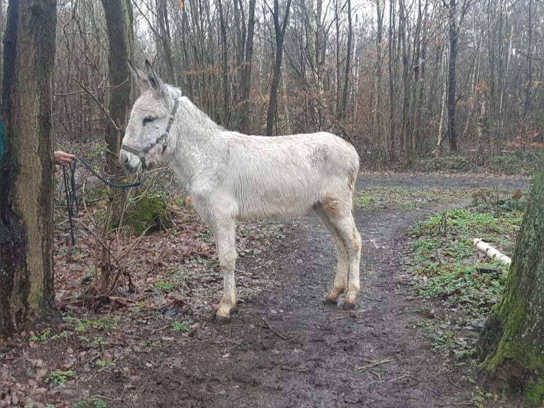 Burro Caballo castrado 4 años 135 cm Tordo in Euskirchen