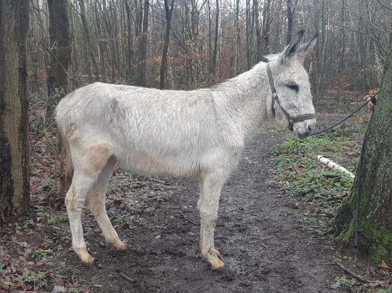 Burro Caballo castrado 4 años 135 cm Tordo in Euskirchen