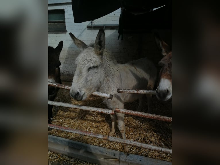 Burro Caballo castrado 4 años 135 cm Tordo in Euskirchen