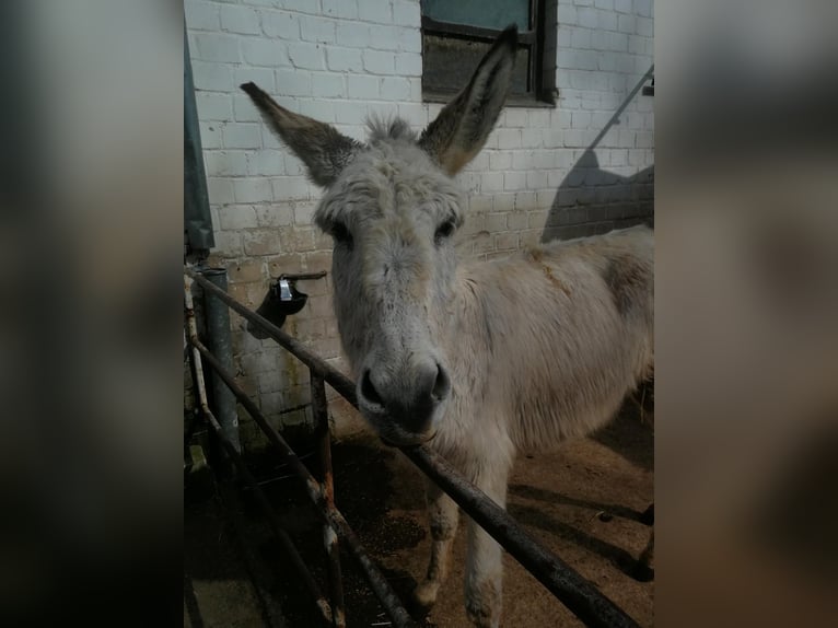 Burro Caballo castrado 4 años 135 cm Tordo in Euskirchen