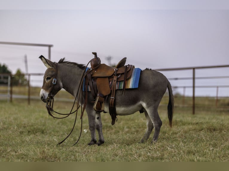 Burro Caballo castrado 5 años 89 cm Tordo in Quitman