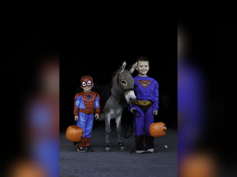 Burro Caballo castrado 5 años 89 cm Tordo in Quitman