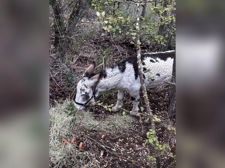 Burro Caballo castrado 5 años in Santa Coloma De Queralt