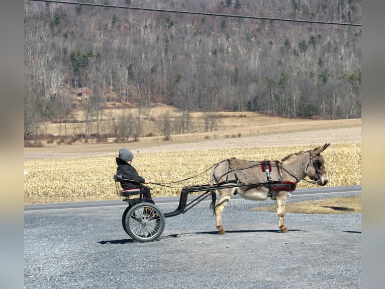 Burro Caballo castrado 6 años 97 cm Tordo in Rebersburg, PA