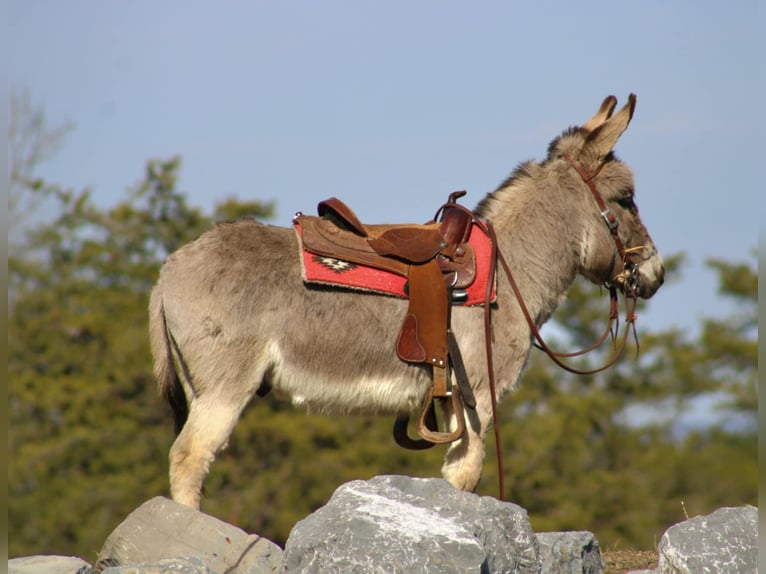 Burro Caballo castrado 6 años 97 cm Tordo in Rebersburg, PA