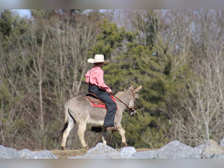 Burro Caballo castrado 6 años 97 cm Tordo in Rebersburg, PA