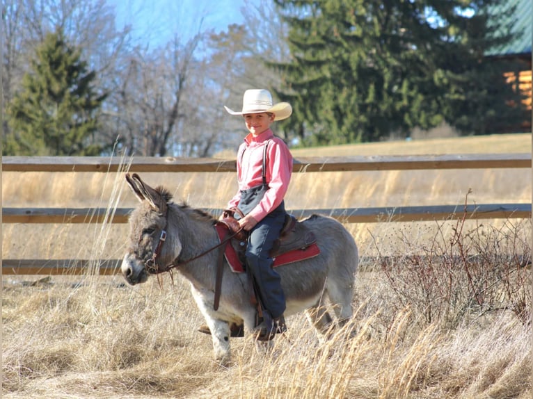 Burro Caballo castrado 6 años 97 cm Tordo in Rebersburg, PA