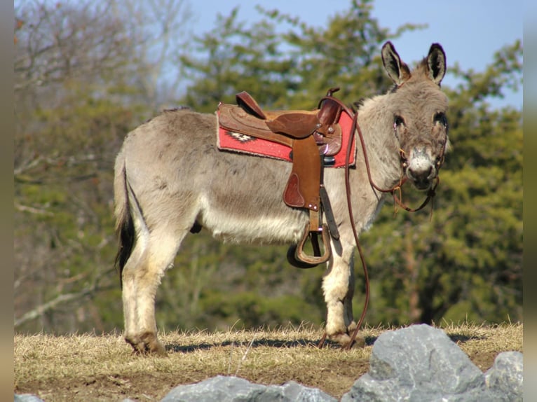 Burro Caballo castrado 6 años 97 cm Tordo in Rebersburg, PA