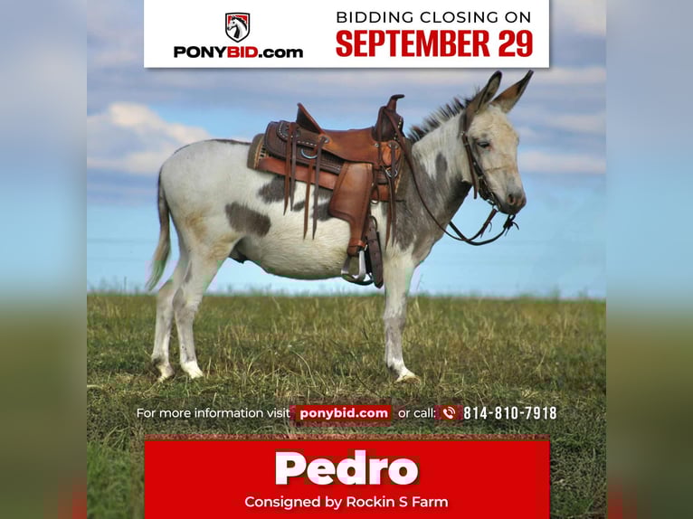 Burro Caballo castrado 8 años 107 cm in Rebersburg