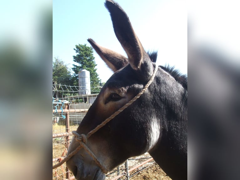 Burro Semental 13 años 152 cm Negro in BERGA, BARCELONA