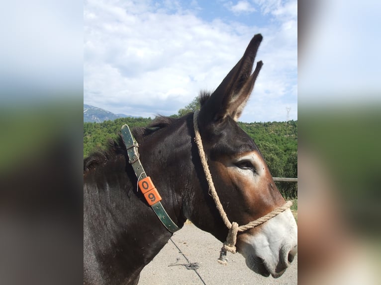 Burro Semental 18 años 136 cm Negro in Berga, Barcelona