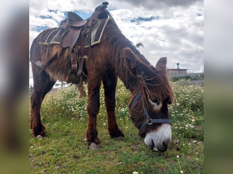 Burro Semental 1 año 135 cm Castaño in Svarov