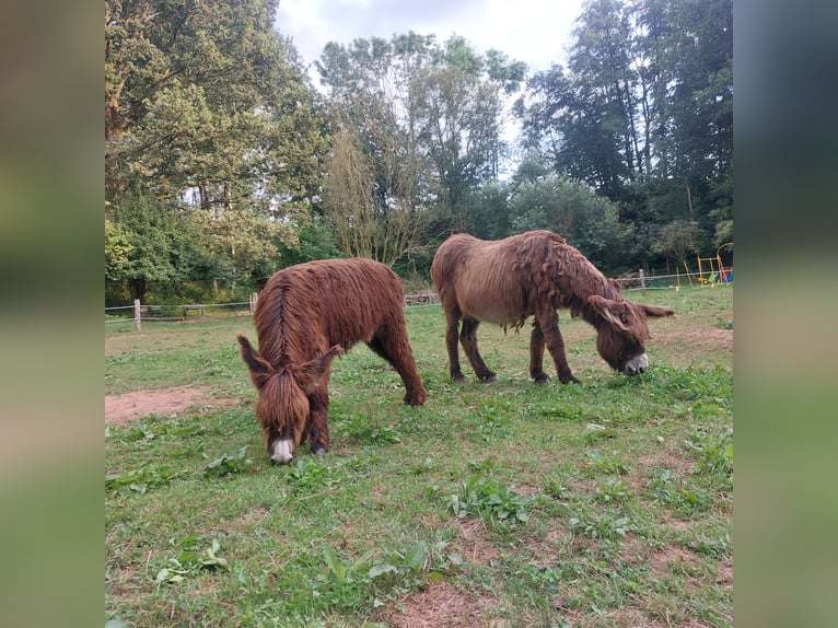 Burro Semental 1 año 135 cm Castaño in Svarov