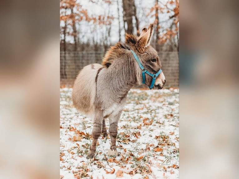 Burro Semental 1 año 64 cm Tordo in Howell, MI