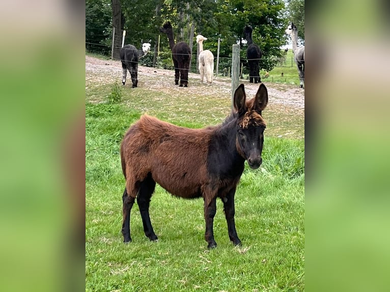 Burro Semental 1 año 75 cm Morcillo in Gahlenz