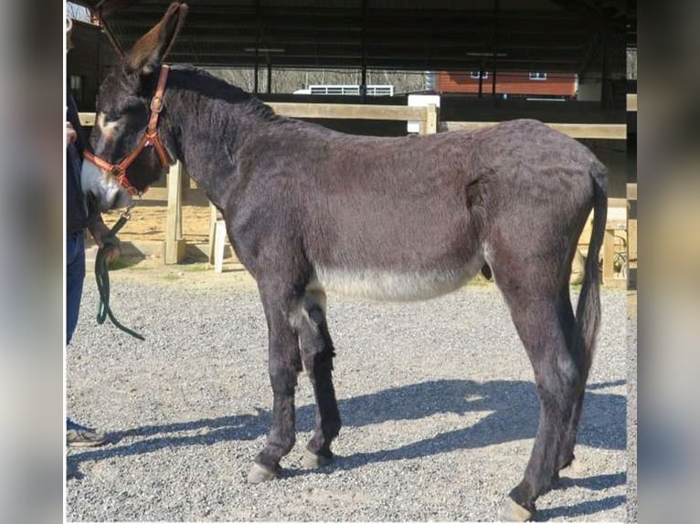 Burro Semental 2 años 135 cm Negro in Tarasteix