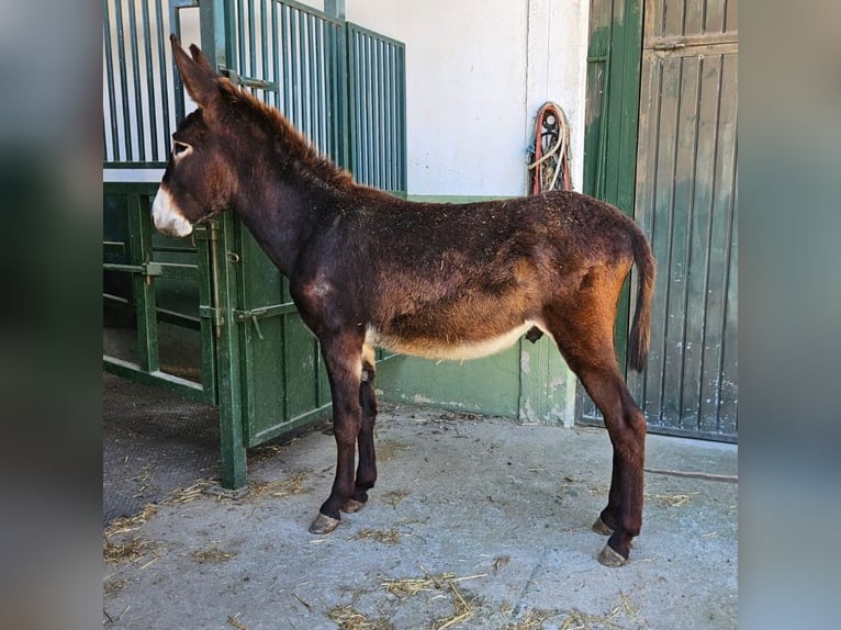 Burro Semental 2 años 144 cm Negro in Berga, Barcelona