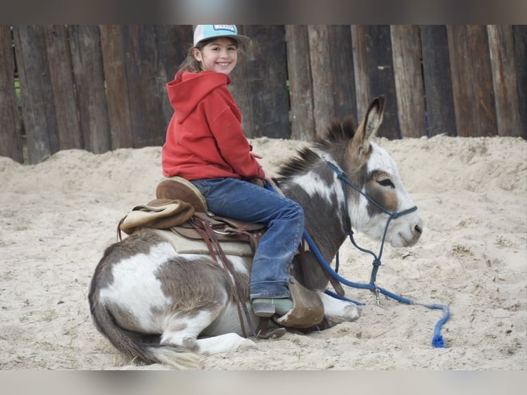 Burro Semental 3 años 104 cm Pío in Sulphur Springs