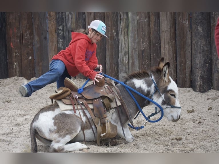 Burro Semental 3 años 104 cm Pío in Sulphur Springs