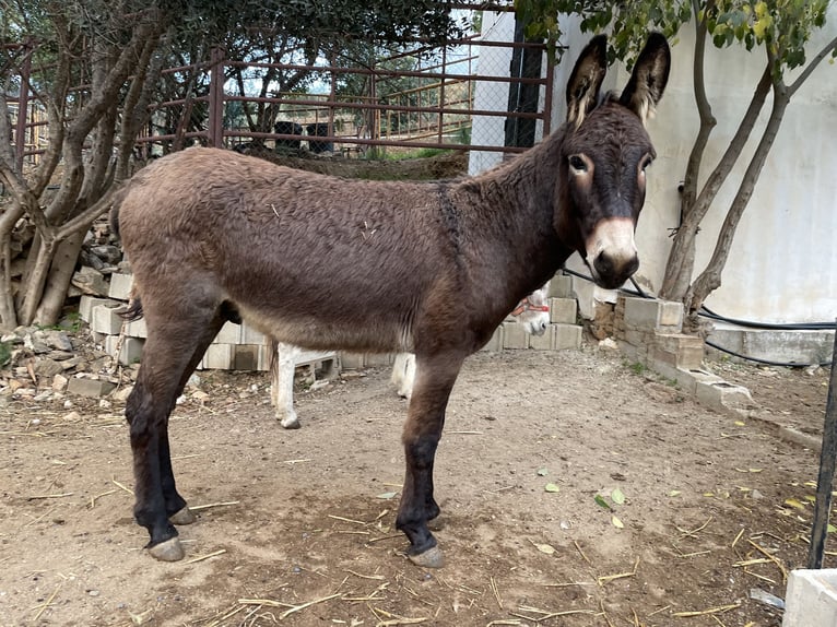 Burro Mestizo Semental 3 años 120 cm Castaño oscuro in MalagaMalaga