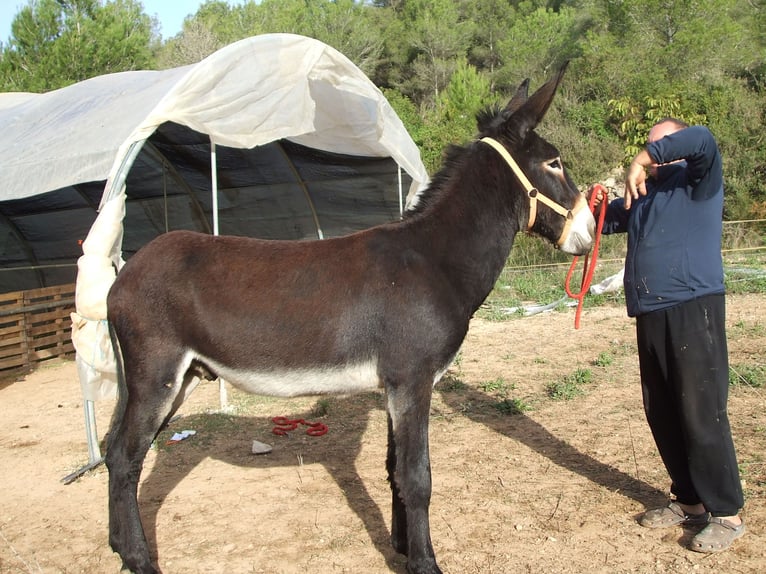 Burro Semental 3 años 142 cm Negro in BERGA, BARCELONA