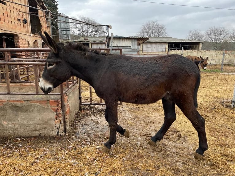 Burro Semental 3 años 150 cm Negro in BERGA, BARCELONA