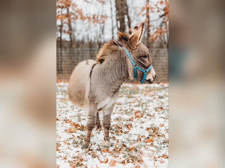 Burro Semental 3 años 64 cm Tordo in Howell, MI