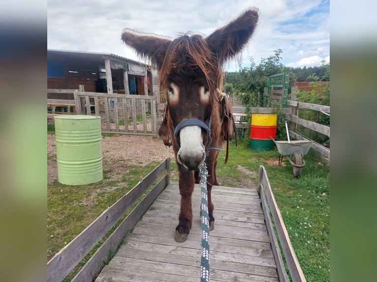 Burro Semental 4 años 135 cm Castaño in SVÁROV