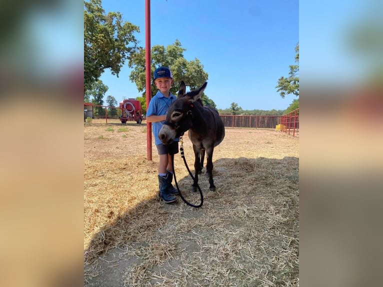 Burro Semental 5 años 81 cm Tordo in Grand Saline