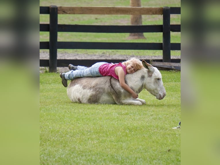 Burro Semental 5 años 99 cm Pío in Ocala