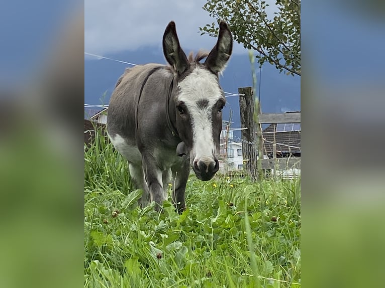 Burro Semental 6 años 79 cm  in Diepoldsau