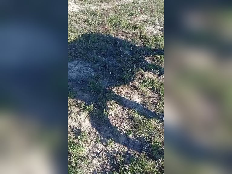 Burro Semental 7 años 151 cm Negro in BERGA, BARCELONA