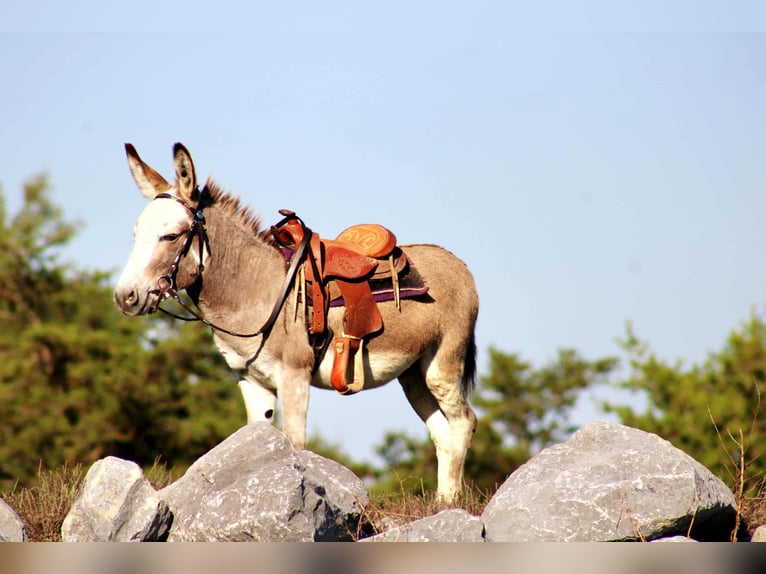 Burro Semental 7 años 81 cm Tordo in Rebersburg