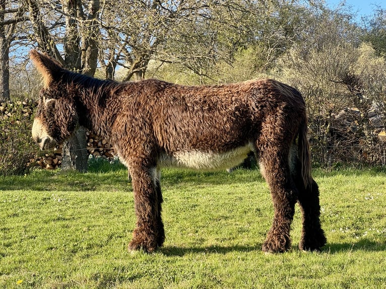 Burro Semental Castaño oscuro in Bornich