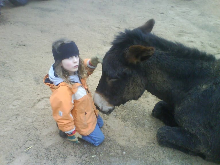Burro Semental Castaño oscuro in Gießen