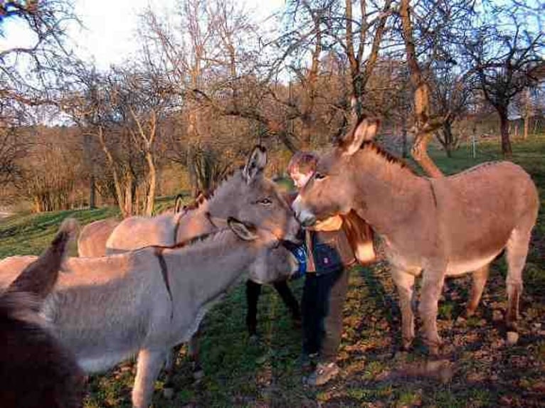 Burro Semental Castaño oscuro in Gießen