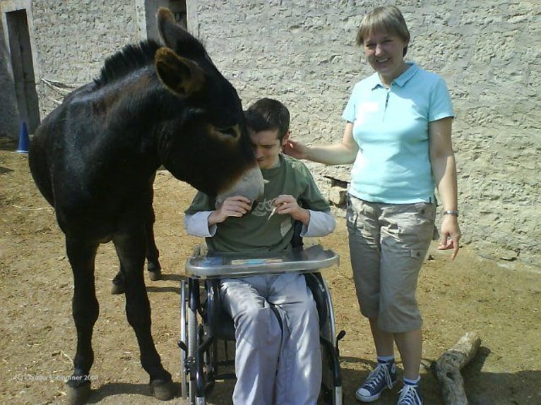 Burro Semental Castaño oscuro in Gießen