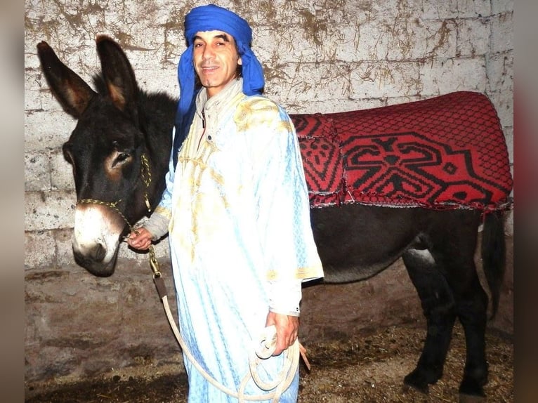 Burro Semental Castaño oscuro in Gießen