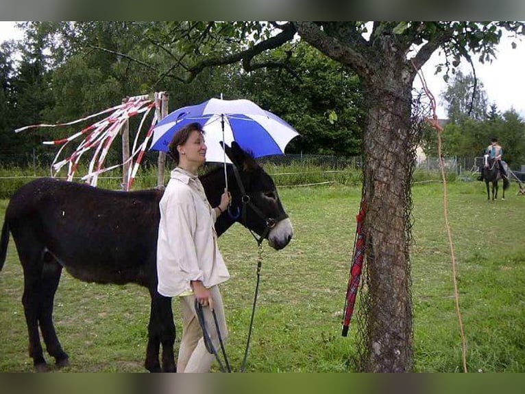 Burro Semental Castaño oscuro in Gießen