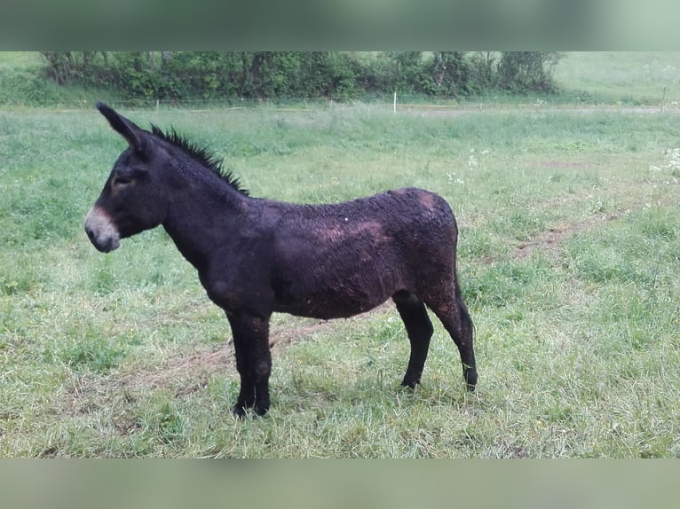 Burro Semental Castaño oscuro in Gie&#xDF;en