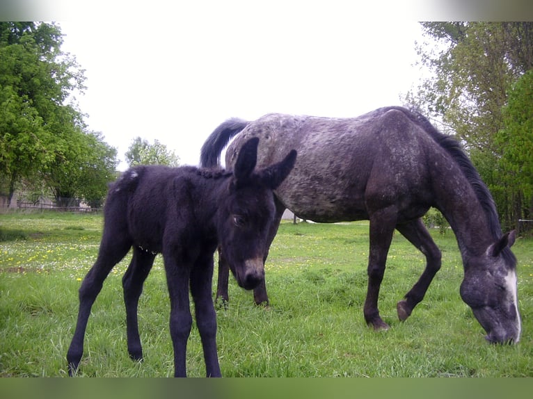 Burro Semental Castaño oscuro in Gie&#xDF;en