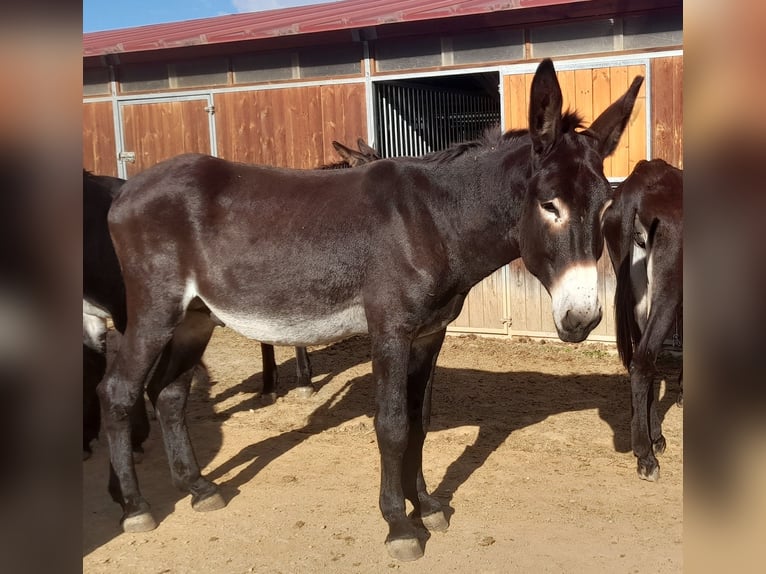 Burro Semental Negro in B&#xE0;scara